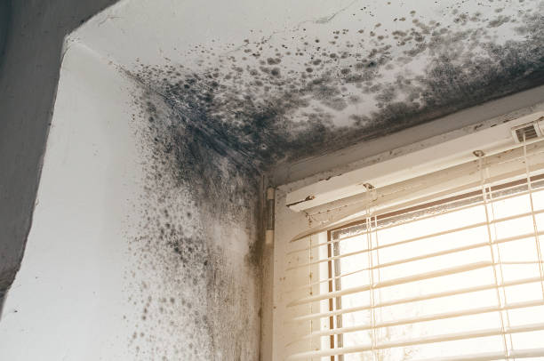 Trusted Attic Mold Removal service in Portland, OR - Cheap Mold Removal